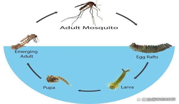 和平精英小仙辅助下载码